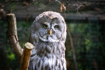 Große Eule schaut in die Kamera 