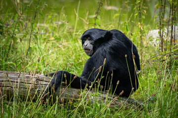 Affe sitzt gelangweilt im Gras 