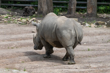 Fototapeta premium Nashorn von hinten 