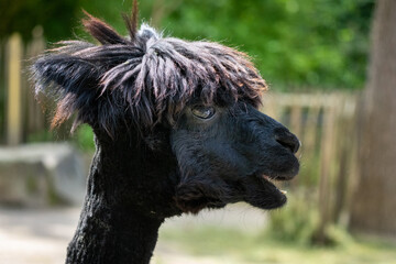 Alpaka von der Seite mit Winterfrisur 