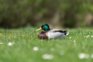 Ente auf der Wiese 