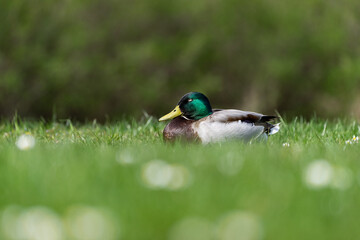 Obraz premium Ente auf der Wiese am schlafen 