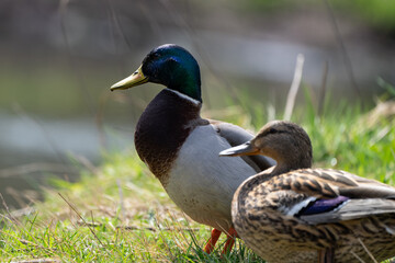 Zwei Enten in der Sonne 