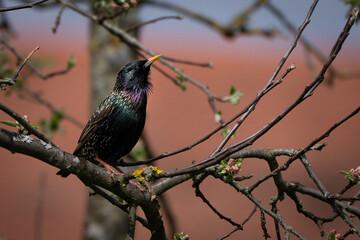 Star Nahaufnahme (Vogel) 