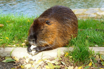 Nutria has lunch