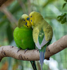 two parrots on a branch