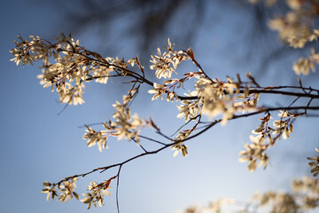 Blüten am Baum 