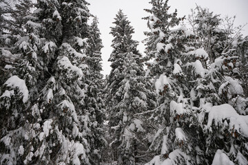 winter landscape, winter, forest in winter, trees covered with thick snow, heavy snowfall