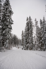 winter landscape, winter, forest in winter, trees covered with thick snow, heavy snowfall