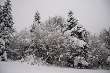 Winter forest, snowy trees, winter trees