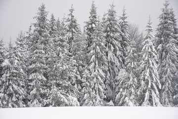 winter landscape, winter, forest in winter, trees covered with thick snow, heavy snowfall