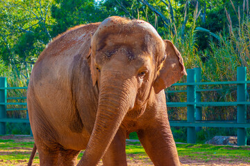 Fototapeta na wymiar Asian Elephant portrait view, Elephas maximus