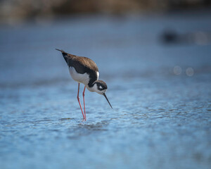 Black-necked Stilt (Himantopus mexicanus) wades along the Glendale Narrows portion of the Los...
