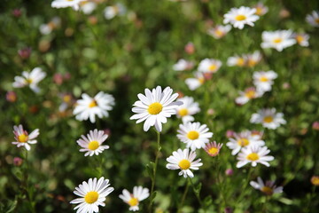 daisies in the field