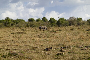 Naklejka na ściany i meble Kenya - Savannah - rhino