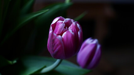 Tulpe