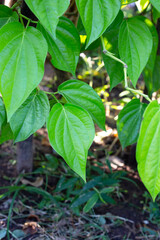 Green leaves of betel plant in the garden