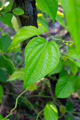 Green leaves of betel plant in the garden