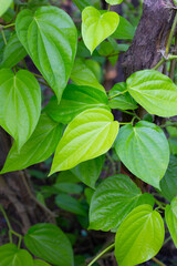 Green leaves of betel plant in the garden