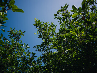 green leaves against blue sky