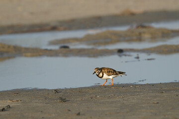 Ruddy Turnstone in Winter Plumage along Gulf Coast