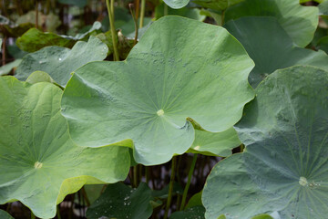 Green leaves of lotus flower