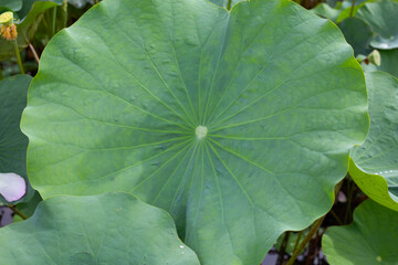 Green leaves of lotus flower