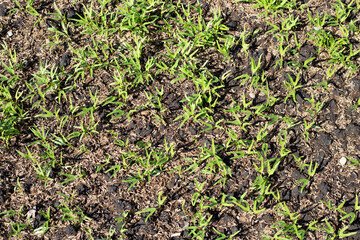 Young water convolvulus in vegetable patch