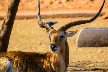 Male Red Cobe lechwe antilope (Kobus leche leche)