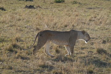 Kenya - Savannah - Lion