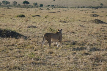 Kenya - Savannah - Lion