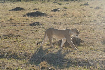 Kenya - Savannah - Lion