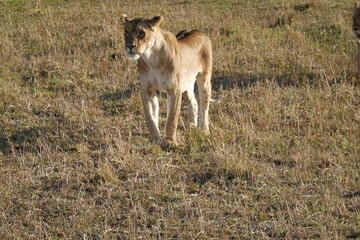 Obraz na płótnie Canvas Kenya - Savannah - Lion