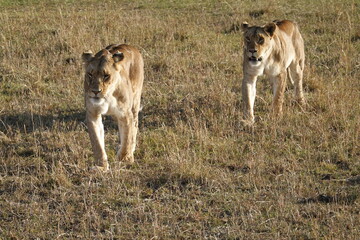 Kenya - Savannah - Lion