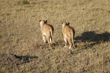 Kenya - Savannah - Lion