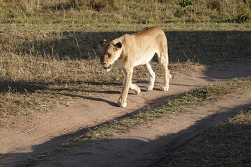 Kenya - Savannah - Lion