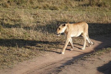 Obraz na płótnie Canvas Kenya - Savannah - Lion