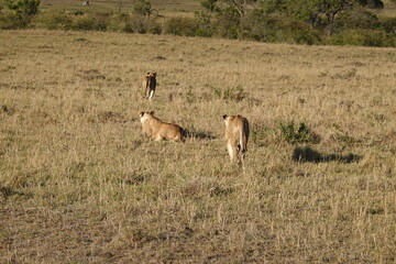 Kenya - Savannah - Lion