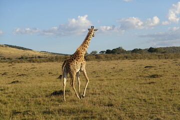 Obraz na płótnie Canvas Kenya - Savannah - Giraffe