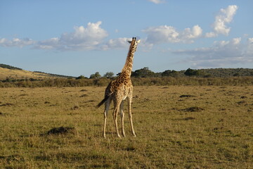 Kenya - Savannah - Giraffe
