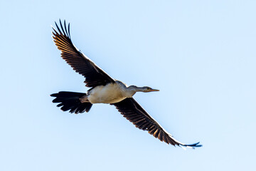 Australian Darter in Victoria Australia