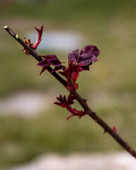 Rose bush cuttings method preparation for reproduction.