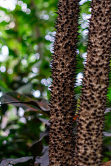 Closeup textured and surface of the trunk of Kapok tree