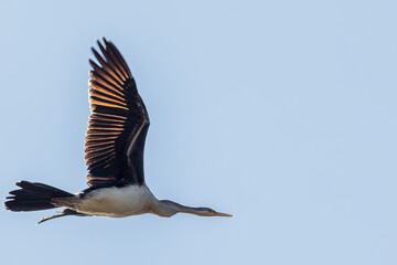 Australian Darter in Victoria Australia