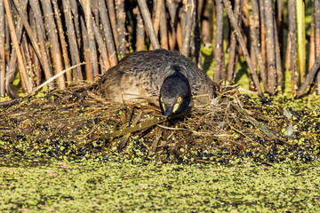 Australian Grebe in Victoria Australia