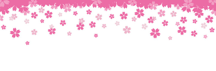 透明な背景にピンクの桜の花びらのイラスト。 春は桜の季節。