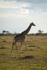 Kenya - Savannah - Giraffe