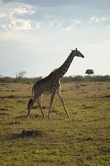 Kenya - Savannah - Giraffe