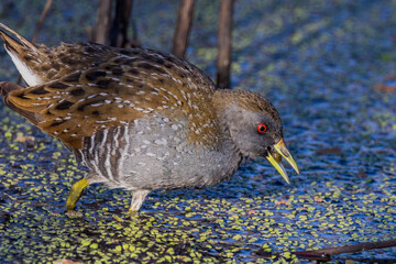 Australian Spotted Crake in Victoria Australia