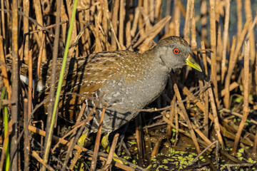 Australian Spotted Crake in Victoria Australia